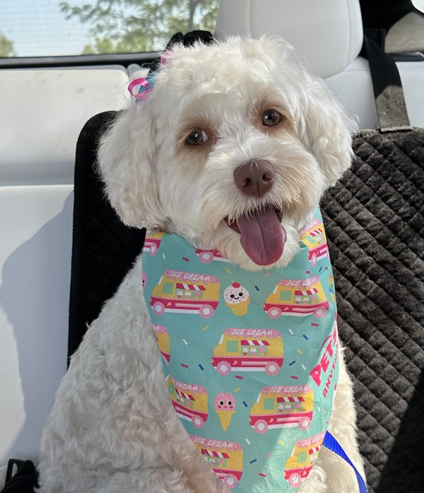 Aurora, the labradoodle who appears throughout the platform